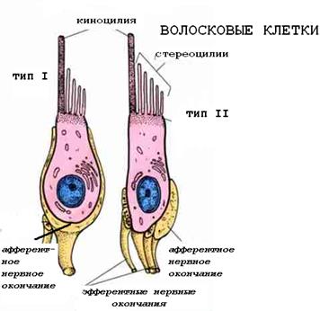 ОБОНЯТЕЛЬНЫЙ ЭПИТЕЛИЙ – ОРГАН ОБОНЯНИЯ - student2.ru