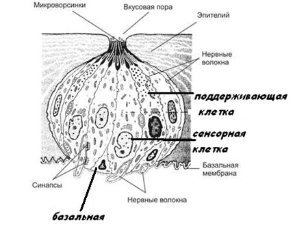 ОБОНЯТЕЛЬНЫЙ ЭПИТЕЛИЙ – ОРГАН ОБОНЯНИЯ - student2.ru