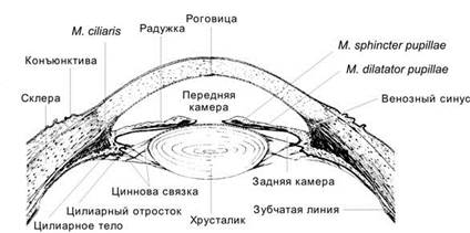 ОБОНЯТЕЛЬНЫЙ ЭПИТЕЛИЙ – ОРГАН ОБОНЯНИЯ - student2.ru