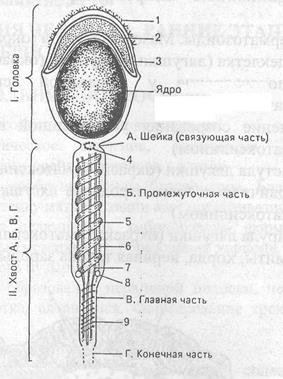 обозначить структуры мужской половой клетки - student2.ru