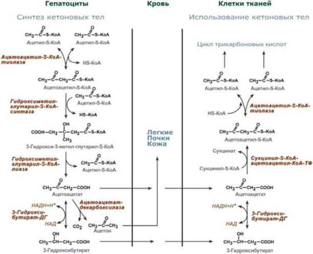 Образование кетоновых тел и их утилизация - student2.ru