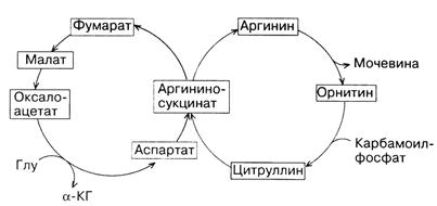 Образование мочевины – основной путь обезвреживания аммиака в организме животных - student2.ru
