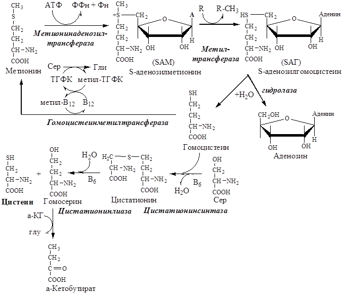 Образование S-аденозилметионина - student2.ru