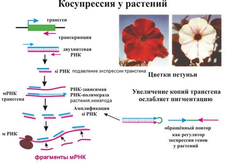 Образуются ли эндогенные siРНК? - student2.ru