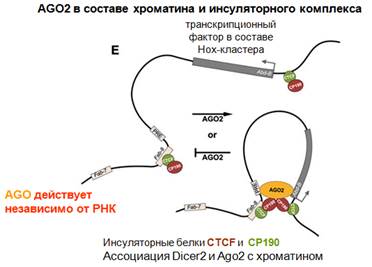 Образуются ли эндогенные siРНК? - student2.ru