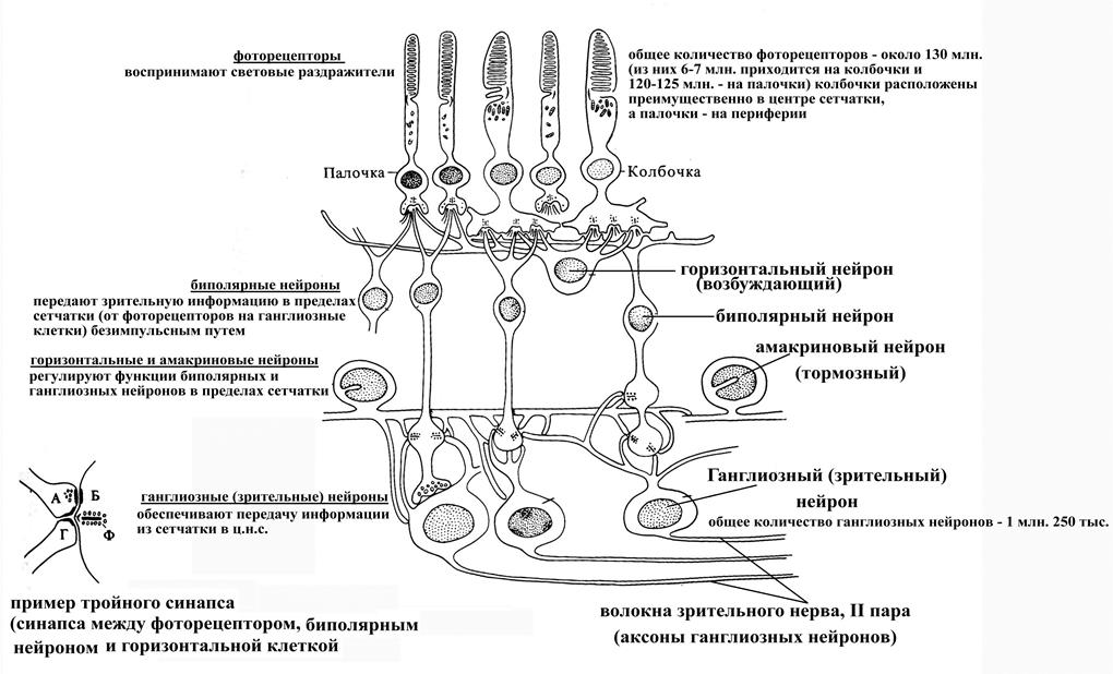 общая физиология анализаторов - student2.ru