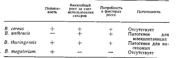 Общая характеристика бактерий, образующих эндоспоры - student2.ru