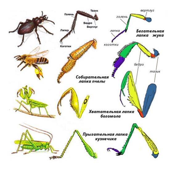 Общая характеристика класса насекомые - student2.ru