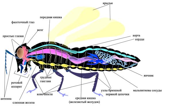Общая характеристика класса насекомые - student2.ru