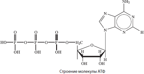 Общая характеристика органических веществ клетки - student2.ru
