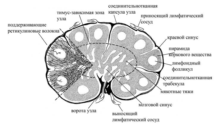 Общая морфо-функциональная характеристика иммунной системы - student2.ru