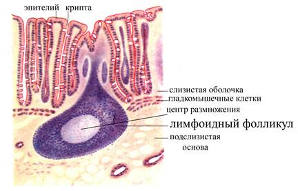 Общая морфо-функциональная характеристика иммунной системы - student2.ru