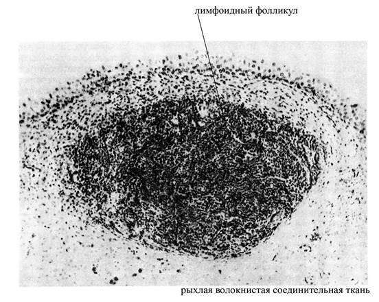 Общая морфо-функциональная характеристика иммунной системы - student2.ru