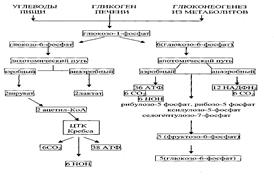 Общая схема источников и путей превращения глюкозы в тканях. - student2.ru