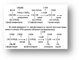 Общая схема источников и путей превращения глюкозы в тканях. 4.Механизмы регуляции уровня глюкозы в крови - student2.ru