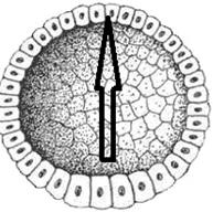 Общее количество вопросов 60 1 страница - student2.ru