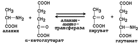 Общие пути катаболизма аминокислот в тканях. - student2.ru