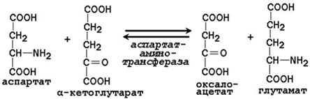 Общие пути катаболизма аминокислот в тканях. - student2.ru