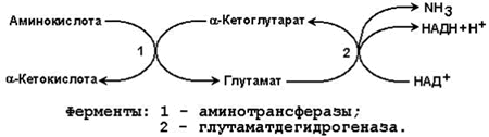 Общие пути катаболизма аминокислот в тканях. - student2.ru