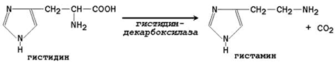 Общие пути катаболизма аминокислот в тканях. - student2.ru