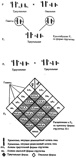 Обусловленных взаимодействием неаллельных генов - student2.ru