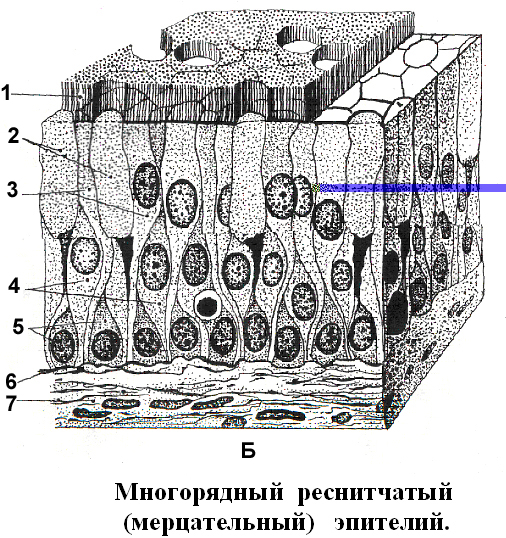 Однослойный цилиндрический эпителий - student2.ru