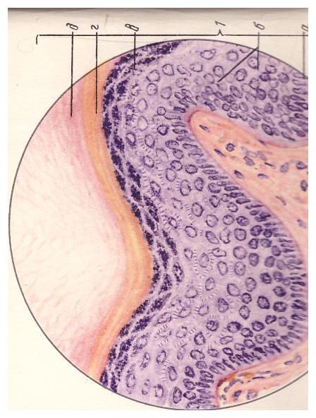 Однослойный (многорядный) эпителий - student2.ru