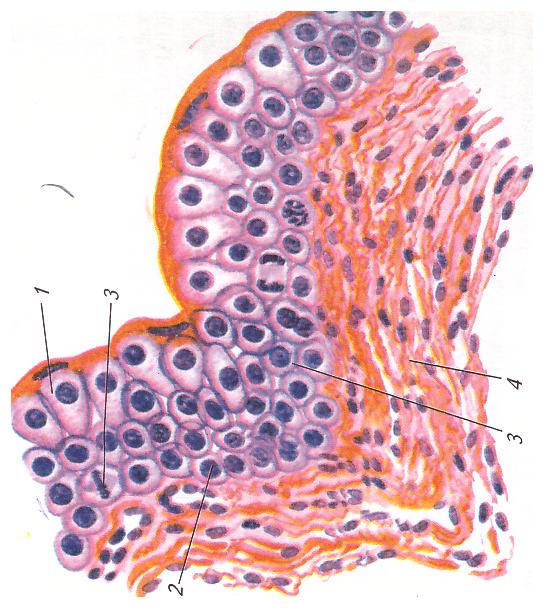 Однослойный (многорядный) эпителий - student2.ru