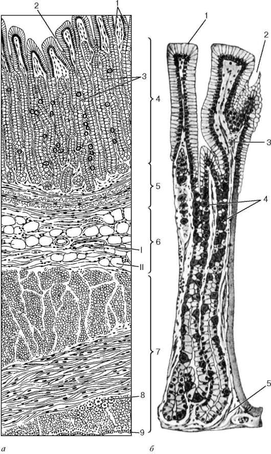 Однослойный столбчатый эпителий; 2 - лимфоидные узелки; 3 - выпячивание - student2.ru