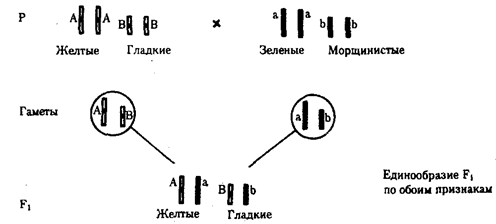 Одновременное наследование нескольких признаков. Независимое и сцепленное наследование - student2.ru