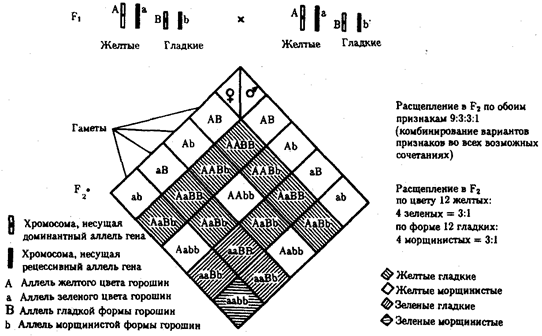 Одновременное наследование нескольких признаков. Независимое и сцепленное наследование - student2.ru