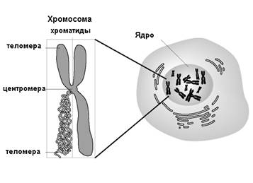 оформление задач по генетике - student2.ru