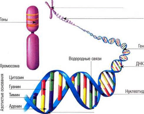 оформление задач по генетике - student2.ru