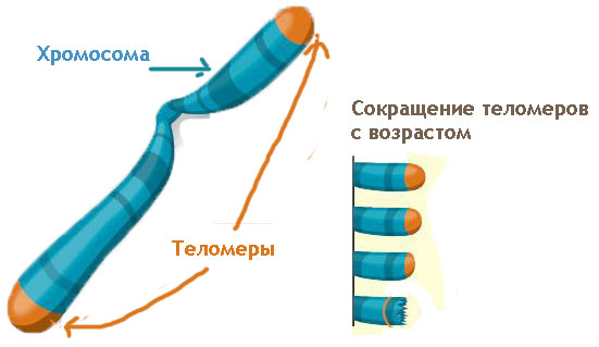 оформление задач по генетике - student2.ru