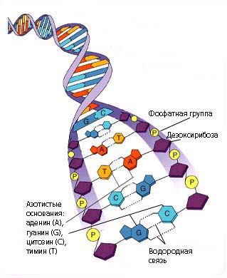 оформление задач по генетике - student2.ru