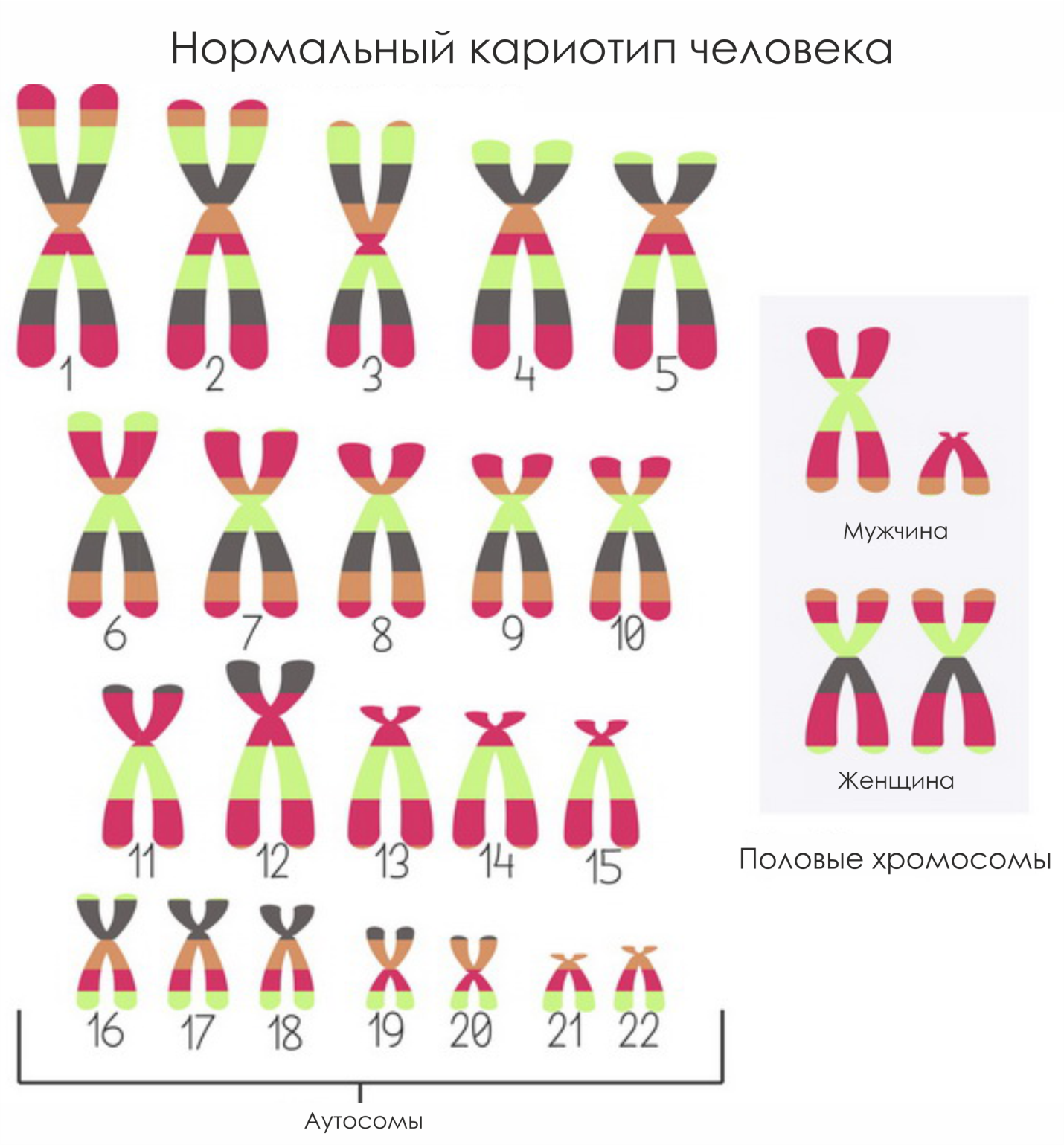 оформление задач по генетике - student2.ru