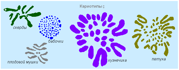 оформление задач по генетике - student2.ru