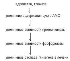 Ограниченность запасов гликогена в печени плода. Низкая активность глюконеогенеза. Истощение запасов гликогена в процессе родов. - student2.ru