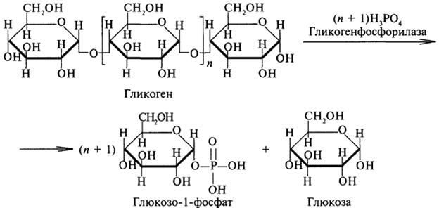 Окисление капроновой кислоты - student2.ru