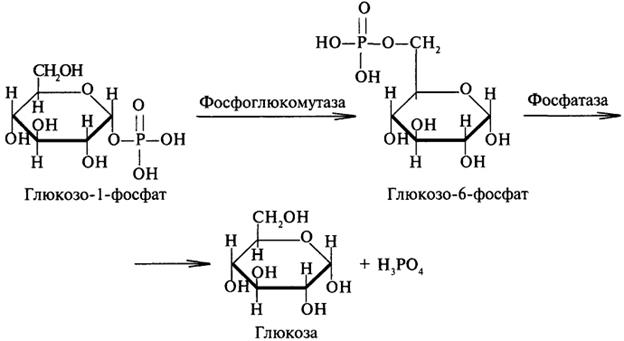 Окисление капроновой кислоты - student2.ru