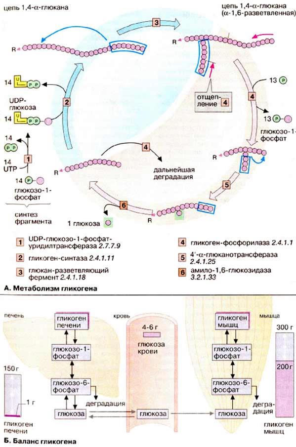 Окисление капроновой кислоты - student2.ru