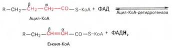 Окисление высших жирных кислот. Последовательность реакций бета-окисления. Связь окисления жирных кислот с цитратным циклом и дыхательной цепью - student2.ru