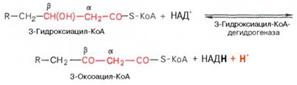 Окисление высших жирных кислот. Последовательность реакций бета-окисления. Связь окисления жирных кислот с цитратным циклом и дыхательной цепью - student2.ru