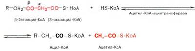 Окисление высших жирных кислот. Последовательность реакций бета-окисления. Связь окисления жирных кислот с цитратным циклом и дыхательной цепью - student2.ru