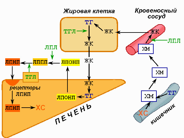 Окисление жирных кислот (b-окисление) - student2.ru