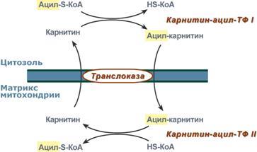 Окисление жирных кислот. Роль карнитина в транспорте жирных кислот в митохондрии - student2.ru