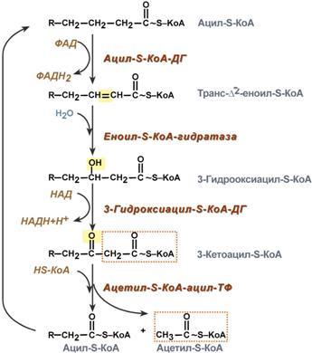 Окисление жирных кислот. Роль карнитина в транспорте жирных кислот в митохондрии - student2.ru