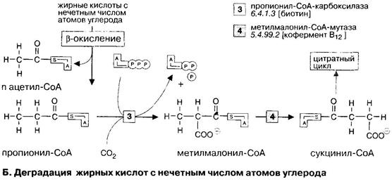 Окисление жирных кислот с нечетным числом атомов углерода - student2.ru