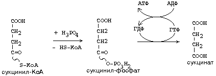 окислительное декарбоксилирование пирувата - student2.ru