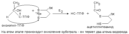 окислительное декарбоксилирование пирувата - student2.ru